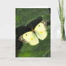 Search for cloud cards Butterfly