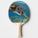 Recherche de tortue raquettes ping pong Animal