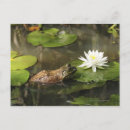 Search for wild side postcards Animals in the wild