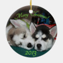 Search for siberian ornaments Puppies