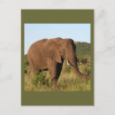 Recherche de éléphant africain cartes postales Animaux