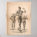 Search for human skeleton art Anatomy