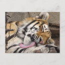 Recherche de tête tigre cartes postales Partie du corps animal