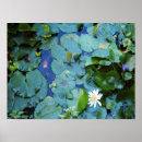 Recherche de koi pond posters Poisson