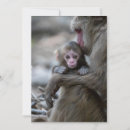 Search for macaques cards Animals in the wild