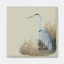 Search for the edge magnets Wildlife