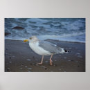 Recherche de vogel posters Möwe