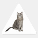 Search for abyssinian cat Tabby