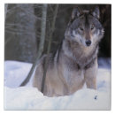 Recherche de loup carreaux Forêt