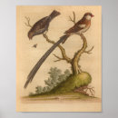Search for tail feather posters Antique