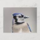 Search for beaks postcards Animal