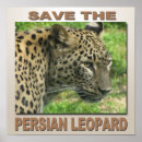 Recherche de chat persan posters Félin