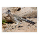 Recherche de un plus grand roadrunner Désert