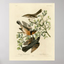 Search for thrasher posters Bird