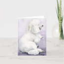 Search for white standard poodle postcards Puppy
