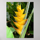 Recherche de tropical flowers posters Fleurs