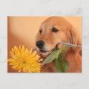 Search for daisy horizontal postcards Pet
