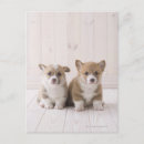 Search for corgi vertical postcards Animals