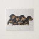 Search for dachshund puzzles Nature