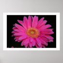 Recherche de marguerite rose art Coloré