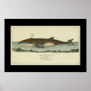 Recherche de histoire naturelle posters Illustration