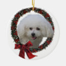 Recherche de bichon frise ornaments Mignonette