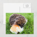 Recherche de hérisson drôle cartes postales Animaux