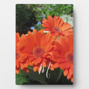 Search for daisies plaques Pretty