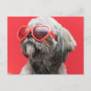 Recherche de chien chinois cartes postales Chiot