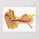Recherche de tympan posters Membrane tympanique