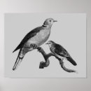 Search for black and white antique bird posters For her