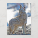 Search for latrans postcards Dog