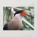 Search for threaten postcards Nature
