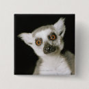 Search for lemur buttons Zoo