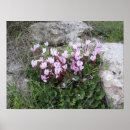 Recherche de cyclamen posters Fleurs