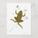 Search for common frog postcards Wildlife
