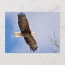 Search for eagle in flight postcards Raptor