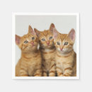 Recherche de chaton mignon serviettes Animaux domestiques