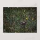 Search for larks postcards Wildlife