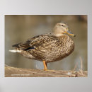 Search for mallard duck painting posters Hunter