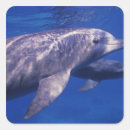 Search for bradley stickers Swim