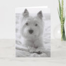 Search for scotty dog westie cards Terriers