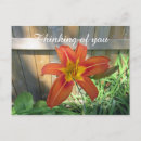 Search for orange lily postcards Thinking of you