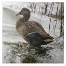 Search for duck and duckling tiles Bird