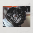 Search for mopped postcards Pug