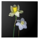Recherche de fleur jonquille carreaux Nature