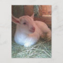 Recherche de sabots cartes postales Animaux