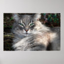 Recherche de chat gris posters Pour tous