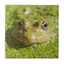 Recherche de grenouilles carreaux Faune
