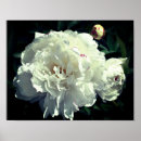 Search for staging photography Nature